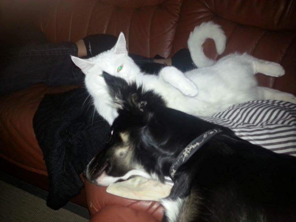 Blanding af racer Max billede 2