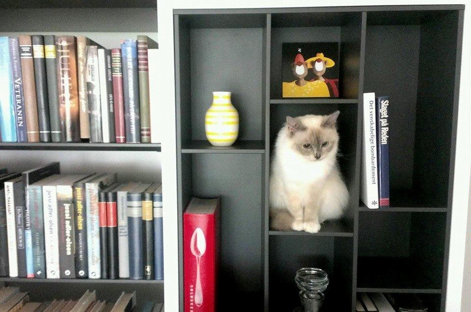 Hellig Birma Monroe - Når man ikke kan finde missen. billede 6