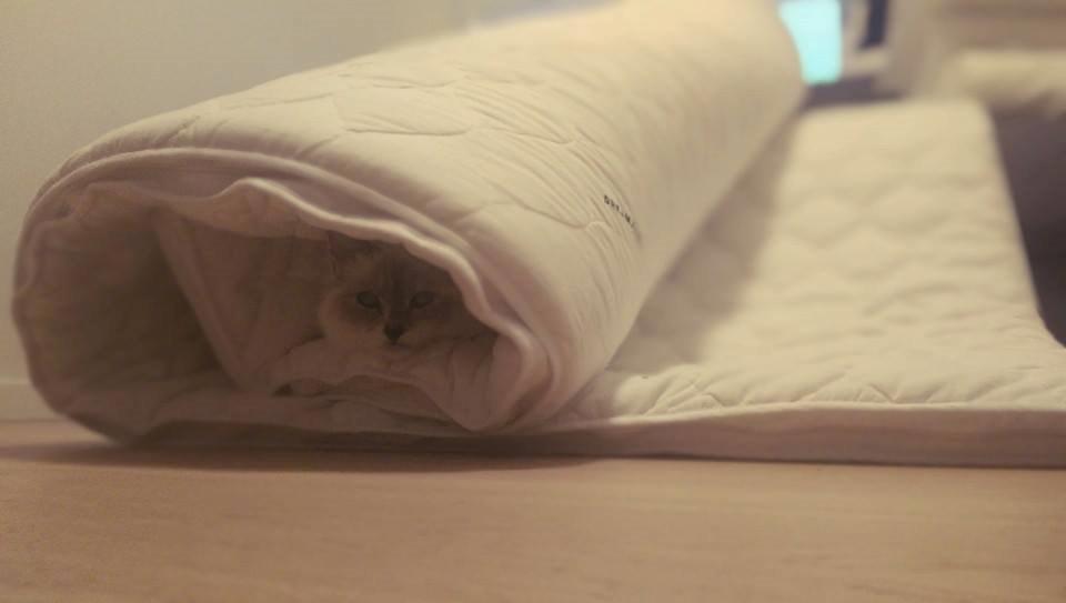 Hellig Birma Monroe billede 7