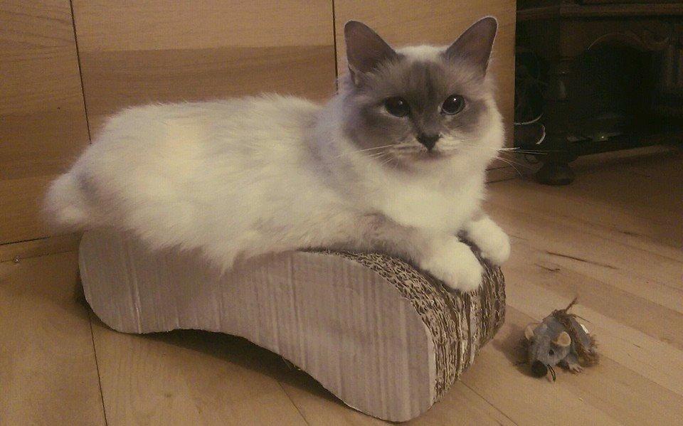 Hellig Birma Monroe -  Monroe som i dag fylder 2 år. ❤ Jeg er glad for, du kan lide din nye hjemmelavede kradser. billede 1