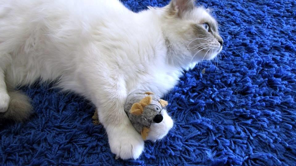 Hellig Birma Monroe billede 2