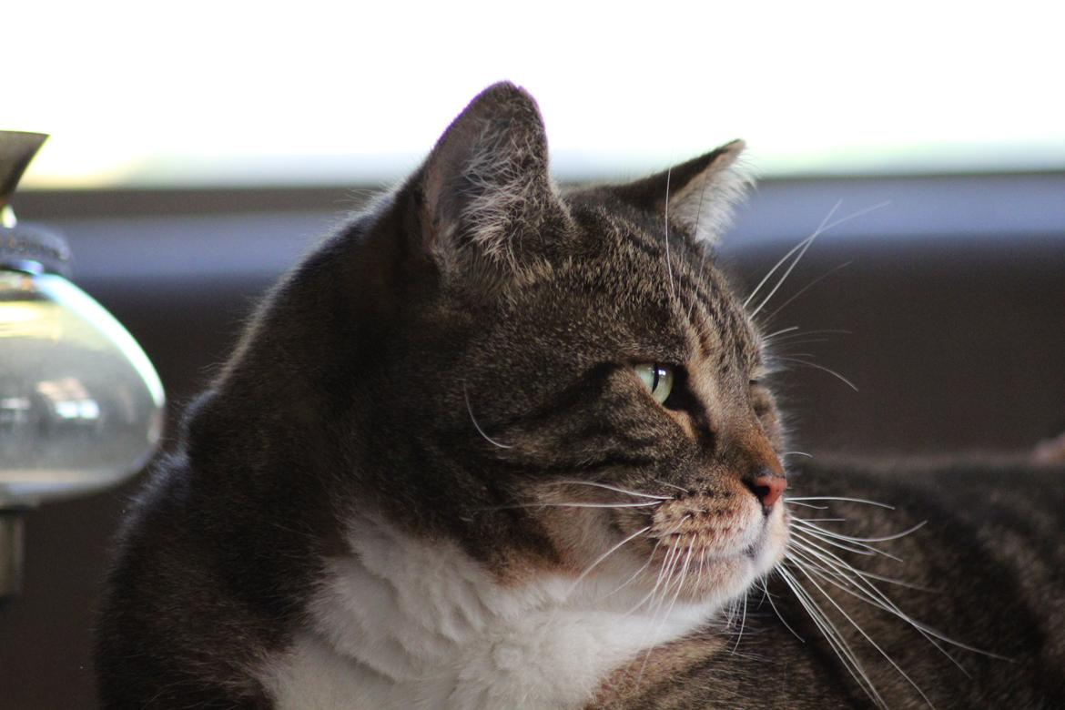 Huskat Frederik (himmelkat) billede 18