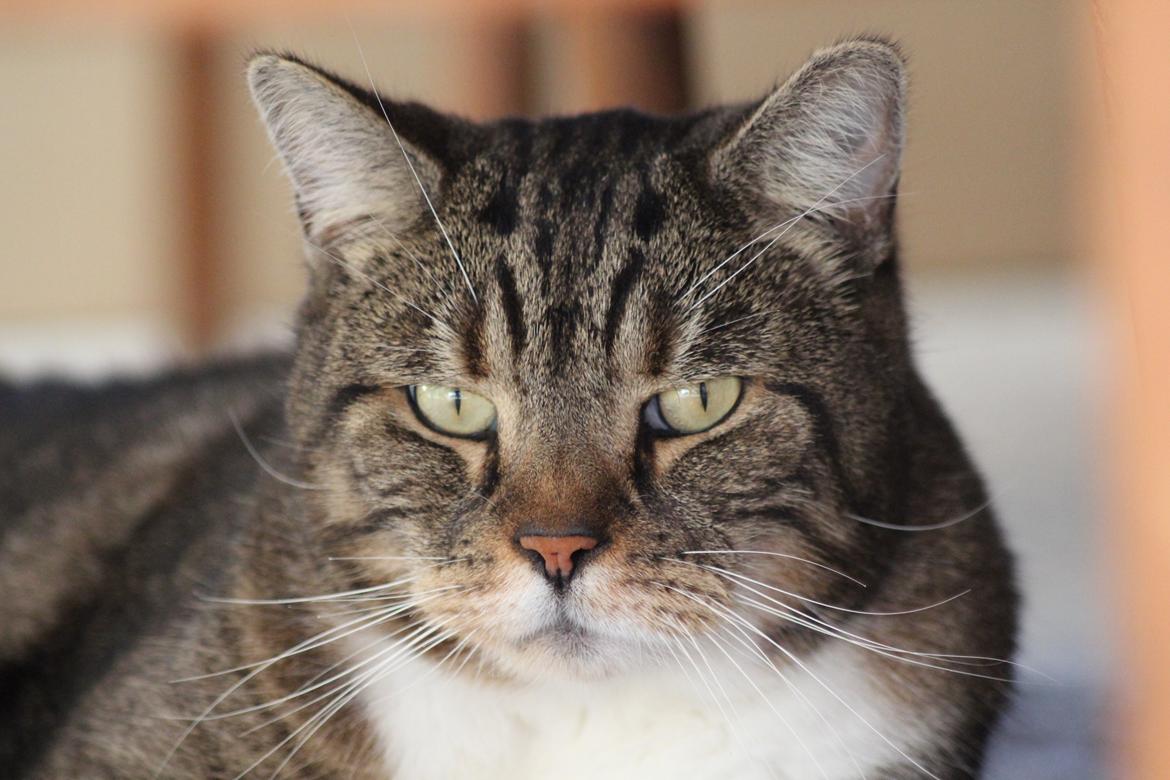 Huskat Frederik (himmelkat) billede 19