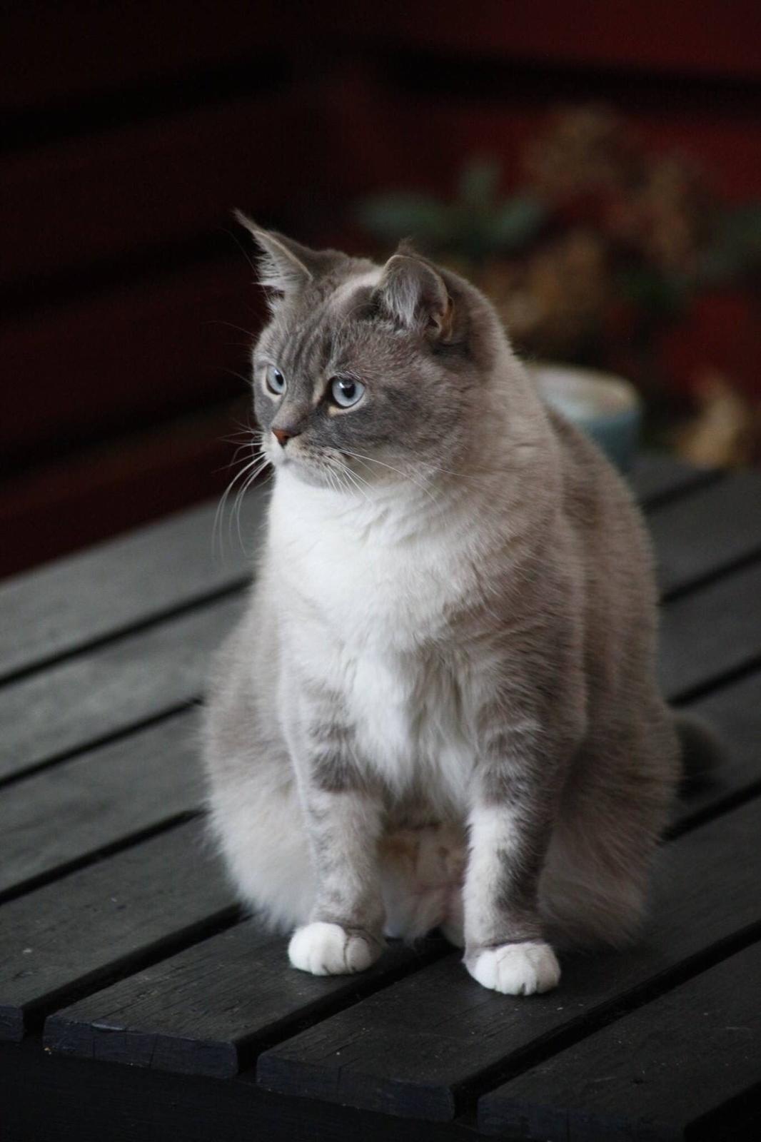 Blanding af racer Lulu - 2015 billede 32