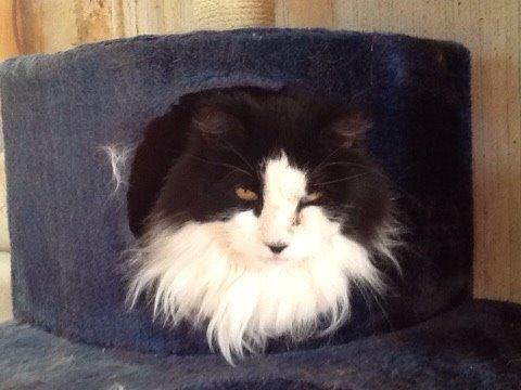 Blanding af racer Emil billede 2