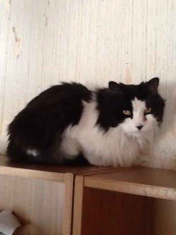 Blanding af racer Emil billede 5