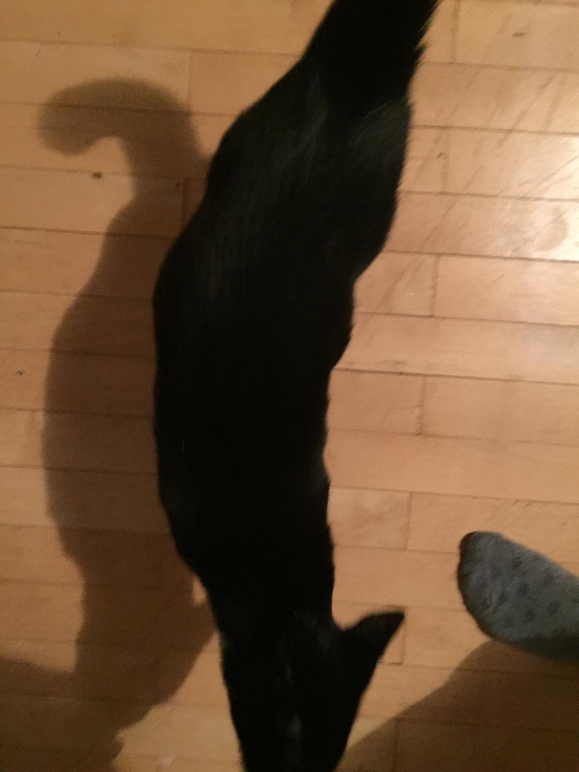 Huskat Frida billede 1