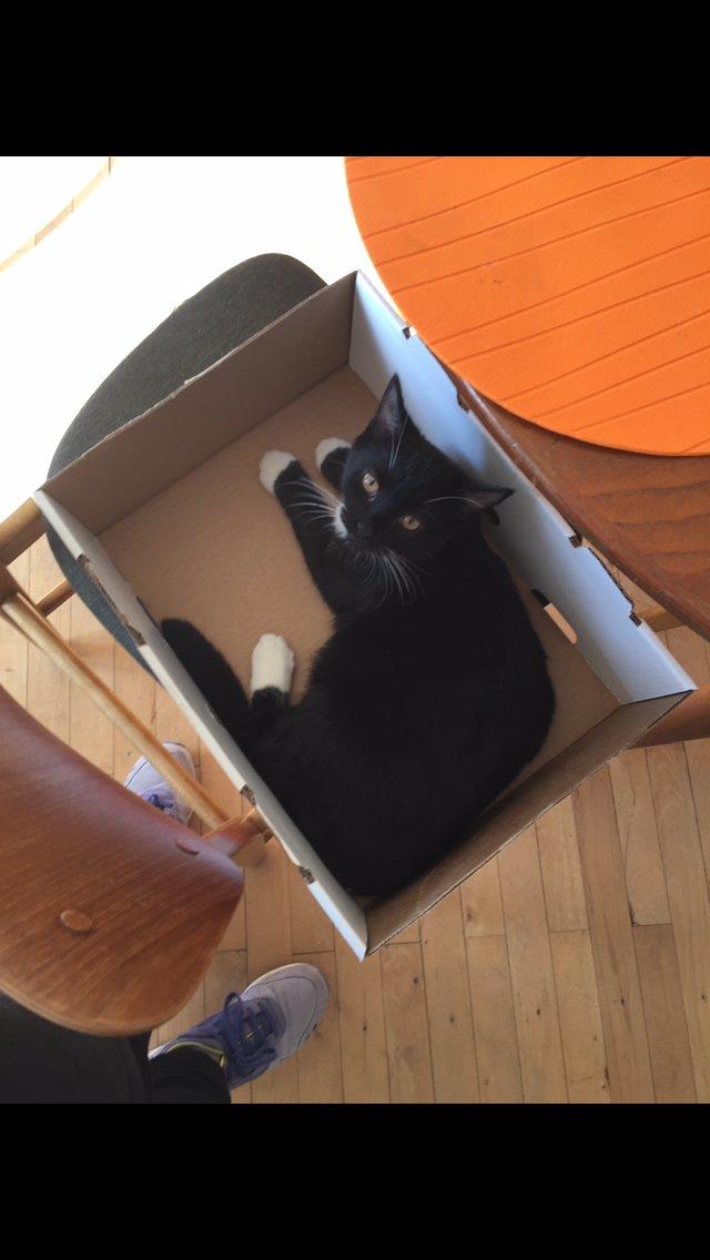 Huskat Frida billede 3