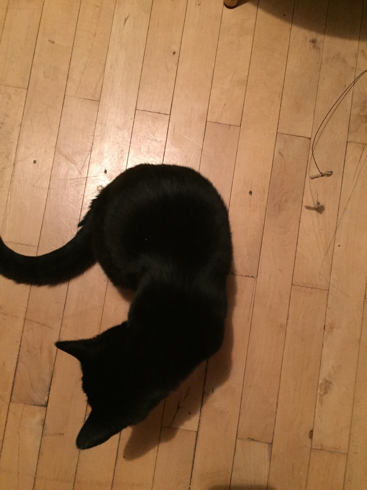 Huskat Frida billede 4