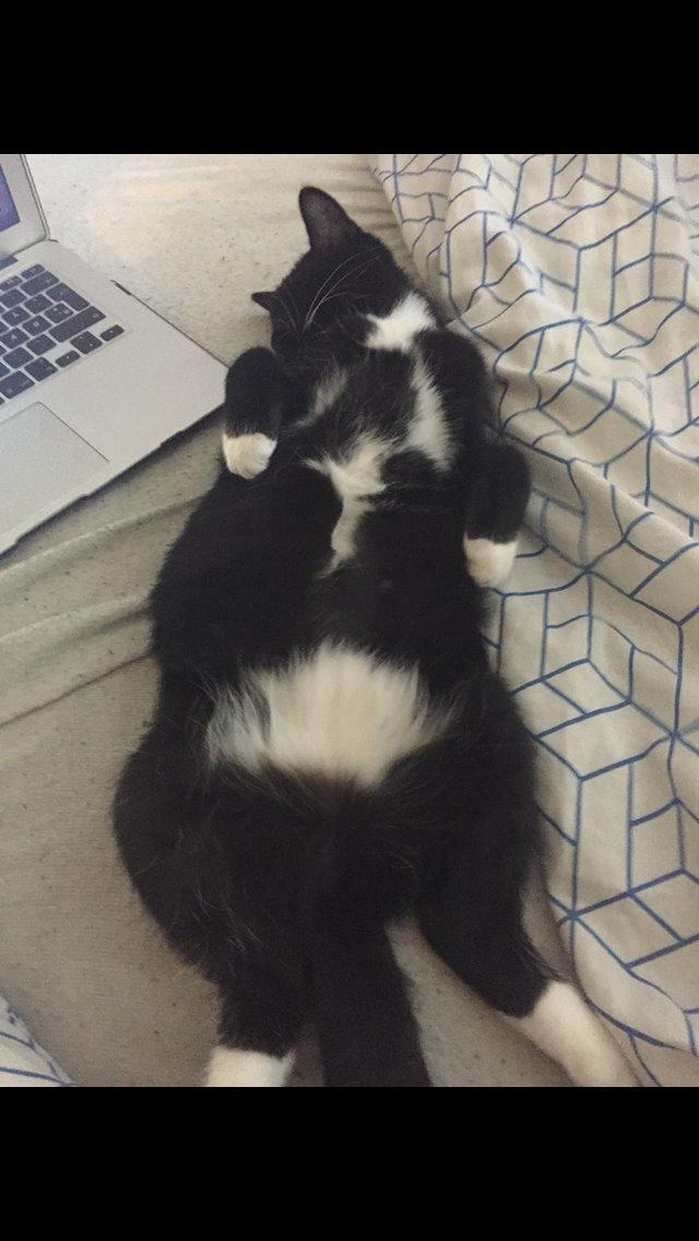 Huskat Frida billede 2