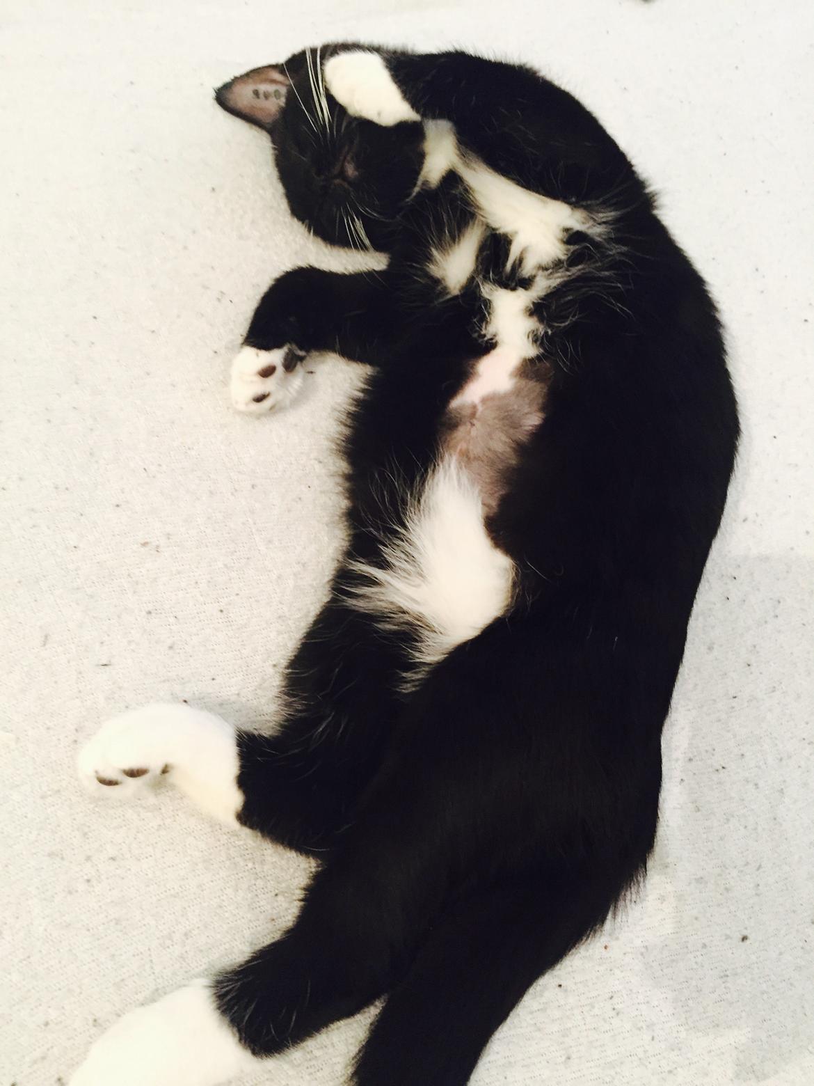 Huskat Frida billede 5