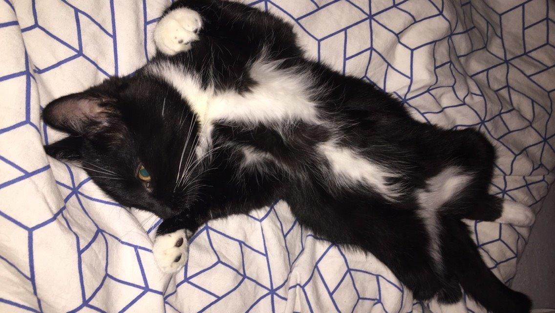 Huskat Frida billede 6