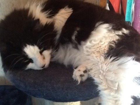 Blanding af racer Emil billede 6