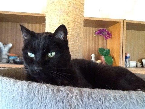 Huskat Tulle billede 1