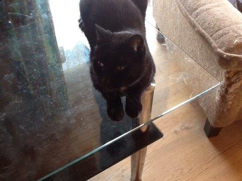 Huskat Tulle billede 2