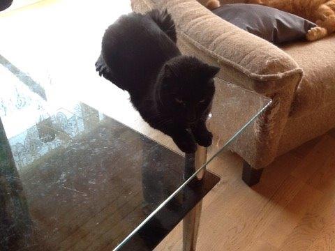 Huskat Tulle billede 3