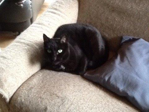 Huskat Tulle billede 4