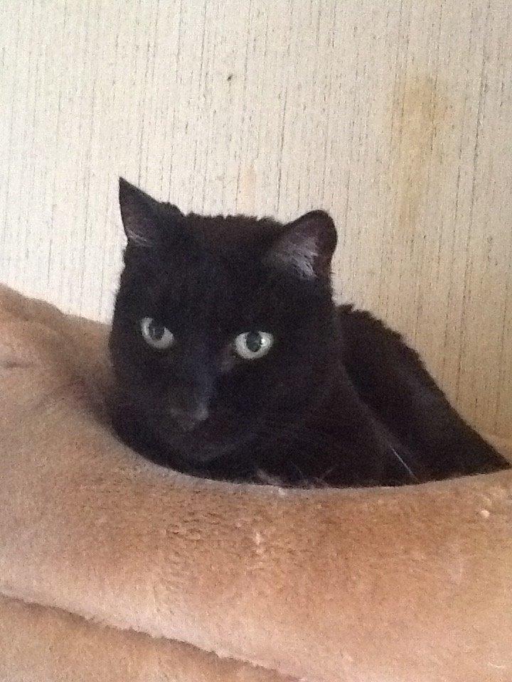 Huskat Tulle billede 5