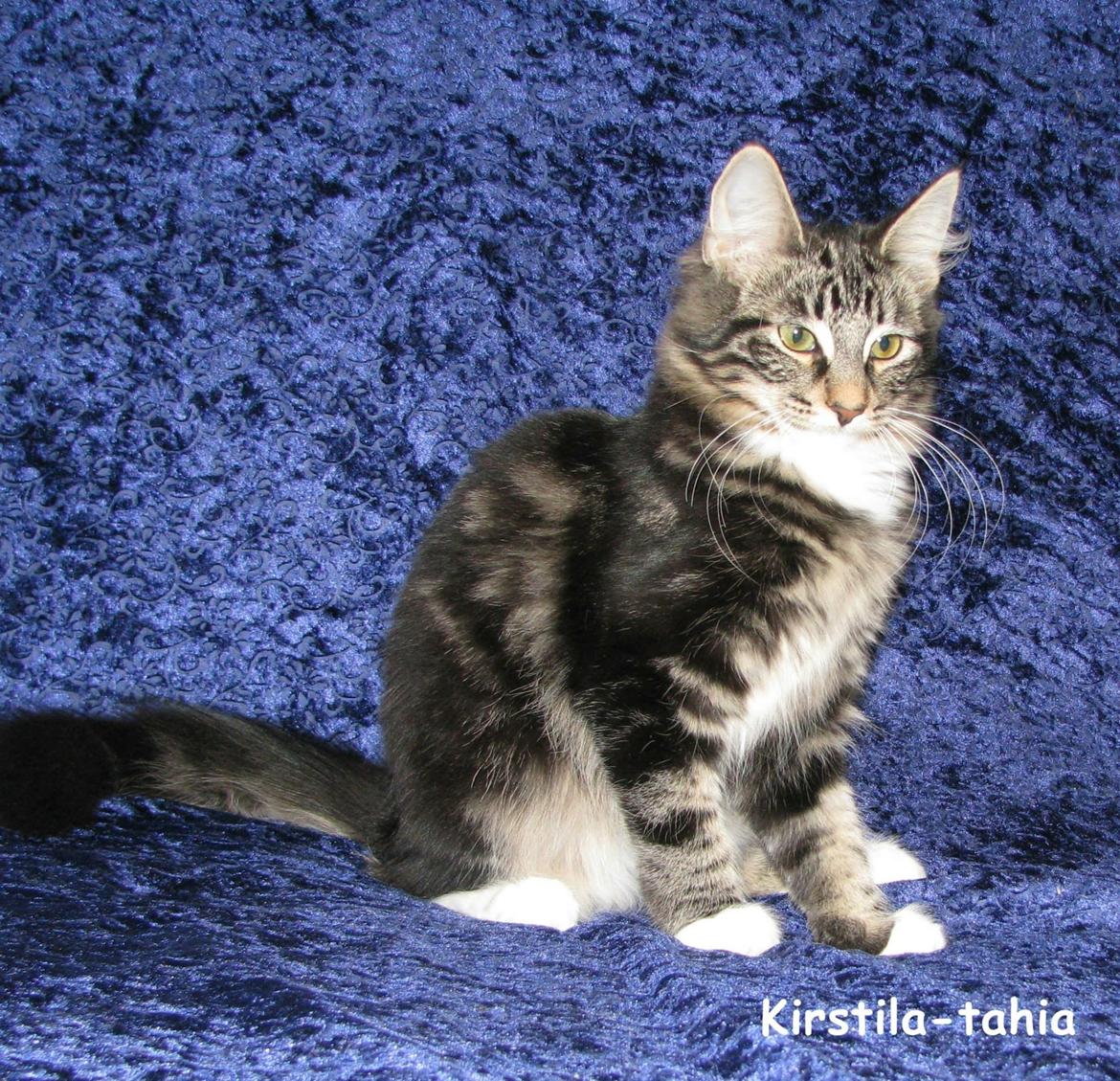 Norsk Skovkat Kirstila-Tahia`s Bibi billede 9