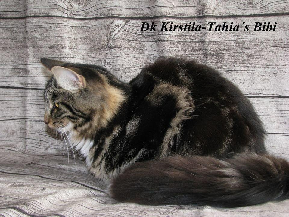 Norsk Skovkat Kirstila-Tahia`s Bibi billede 13