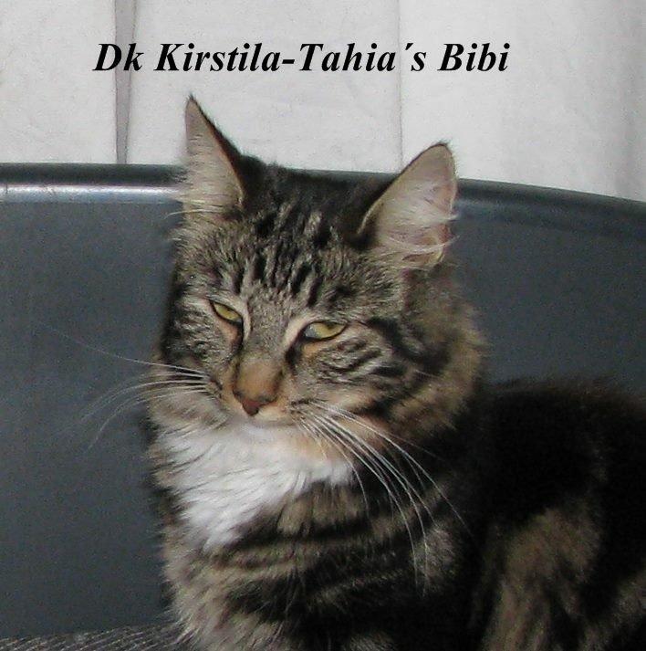 Norsk Skovkat Kirstila-Tahia`s Bibi billede 14