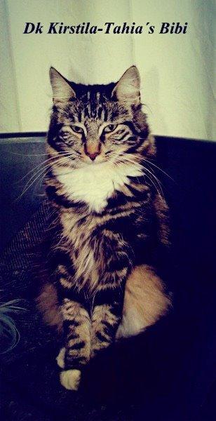 Norsk Skovkat Kirstila-Tahia`s Bibi billede 15