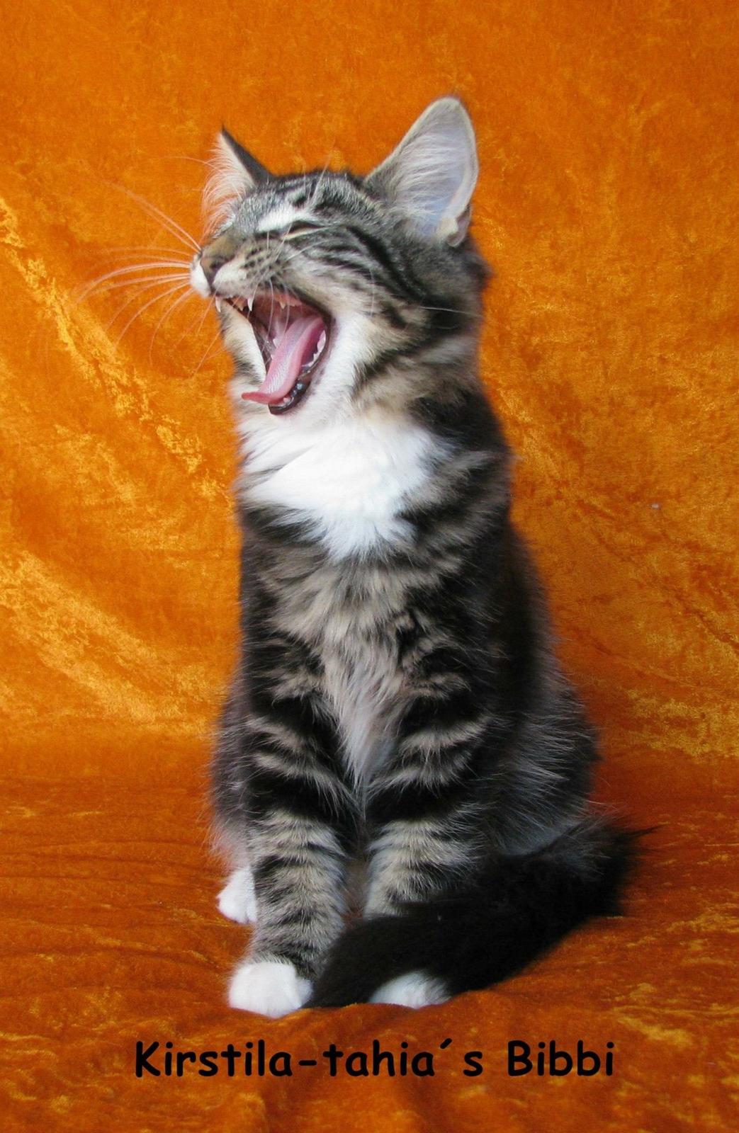 Norsk Skovkat Kirstila-Tahia`s Bibi billede 10