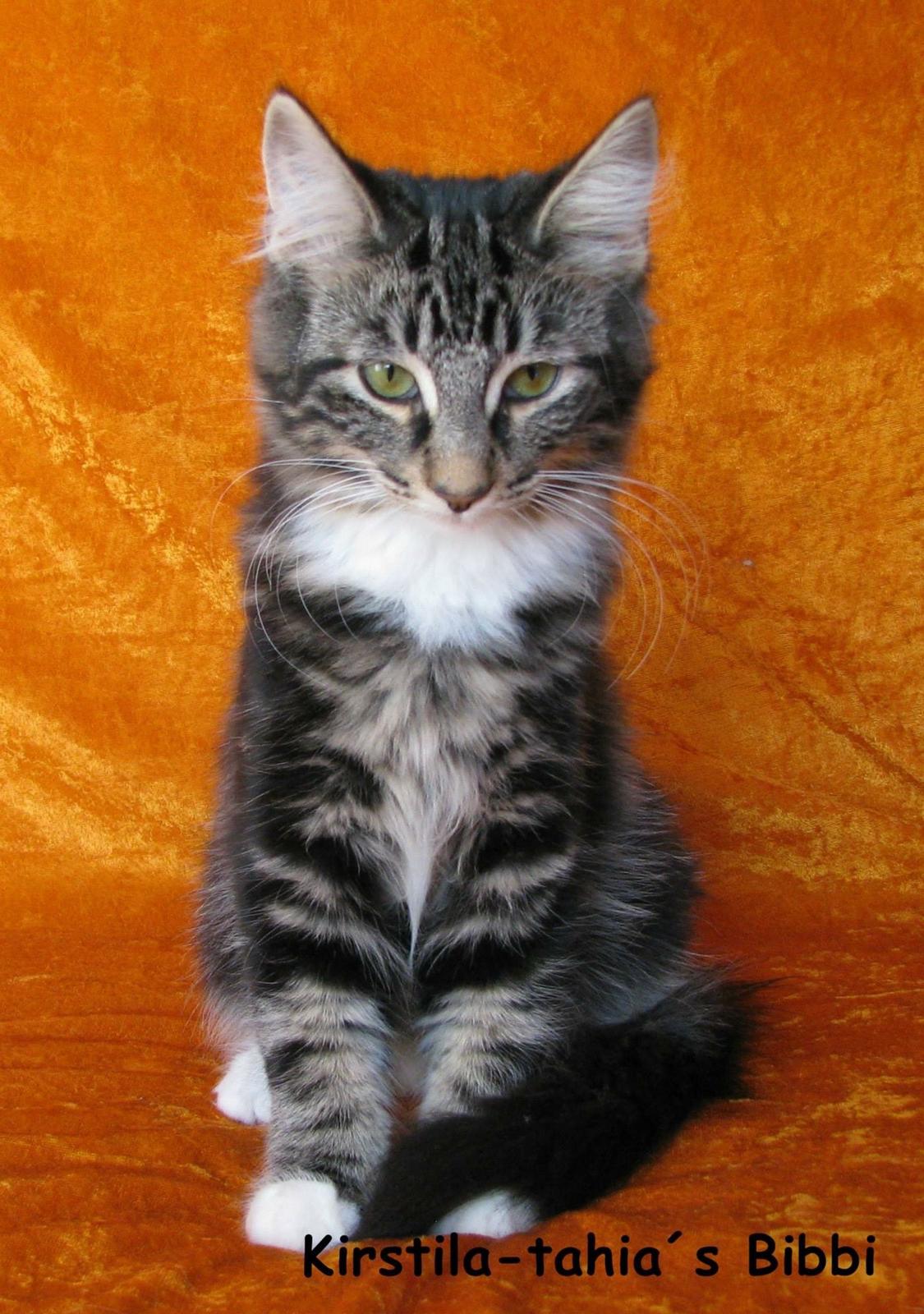 Norsk Skovkat Kirstila-Tahia`s Bibi billede 16