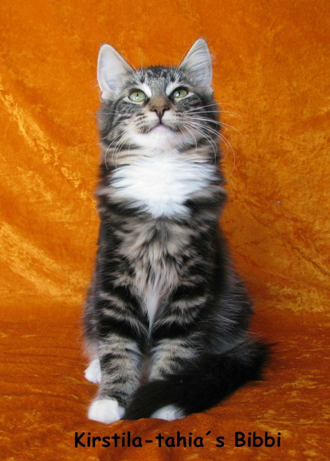 Norsk Skovkat Kirstila-Tahia`s Bibi billede 17
