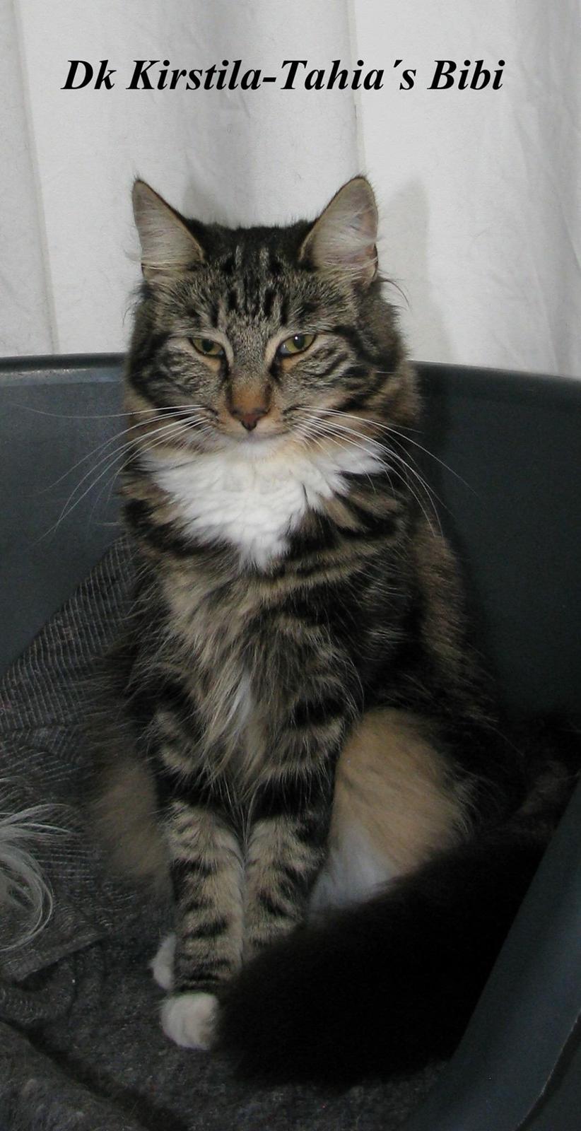 Norsk Skovkat Kirstila-Tahia`s Bibi billede 12