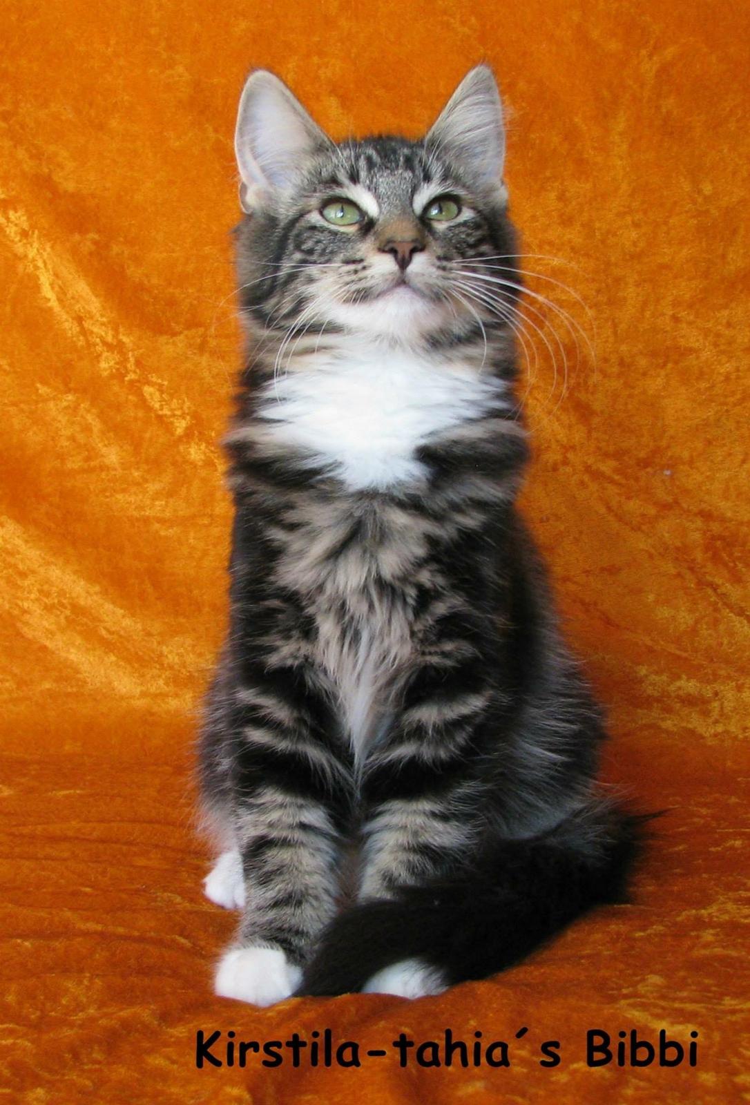 Norsk Skovkat Kirstila-Tahia`s Bibi billede 11