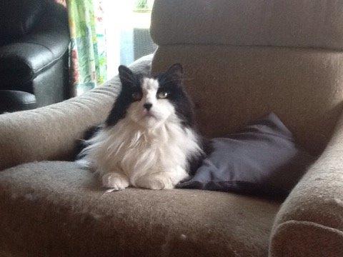 Blanding af racer Emil billede 8