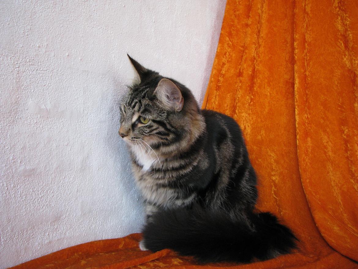 Norsk Skovkat Kirstila-Tahia`s Bibi billede 18