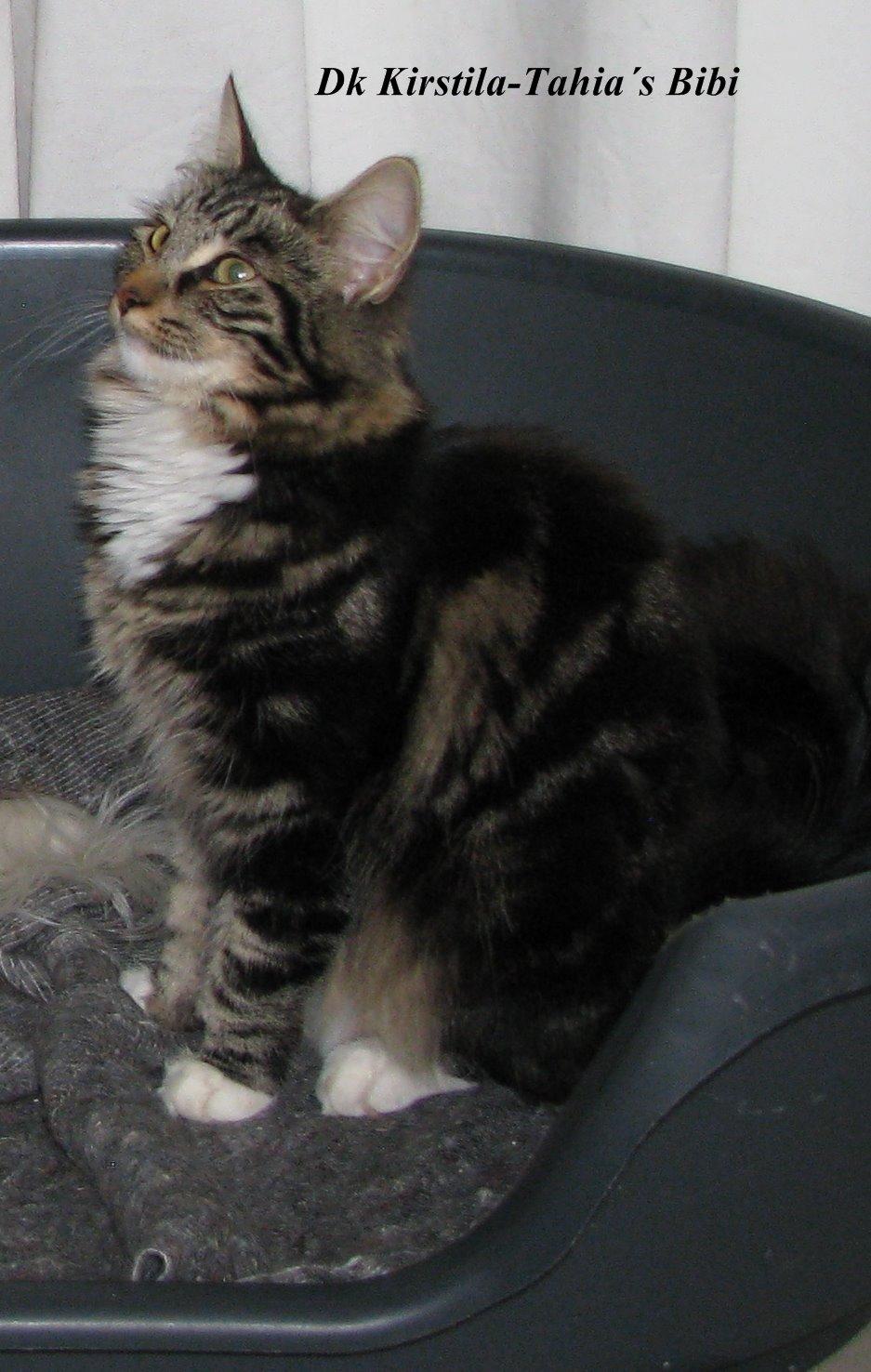 Norsk Skovkat Kirstila-Tahia`s Bibi billede 20