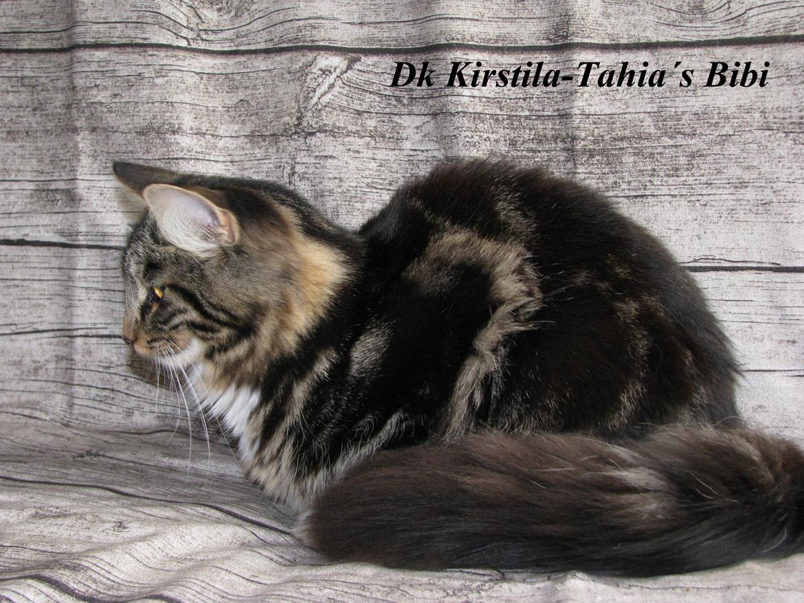 Norsk Skovkat Kirstila-Tahia`s Bibi billede 19