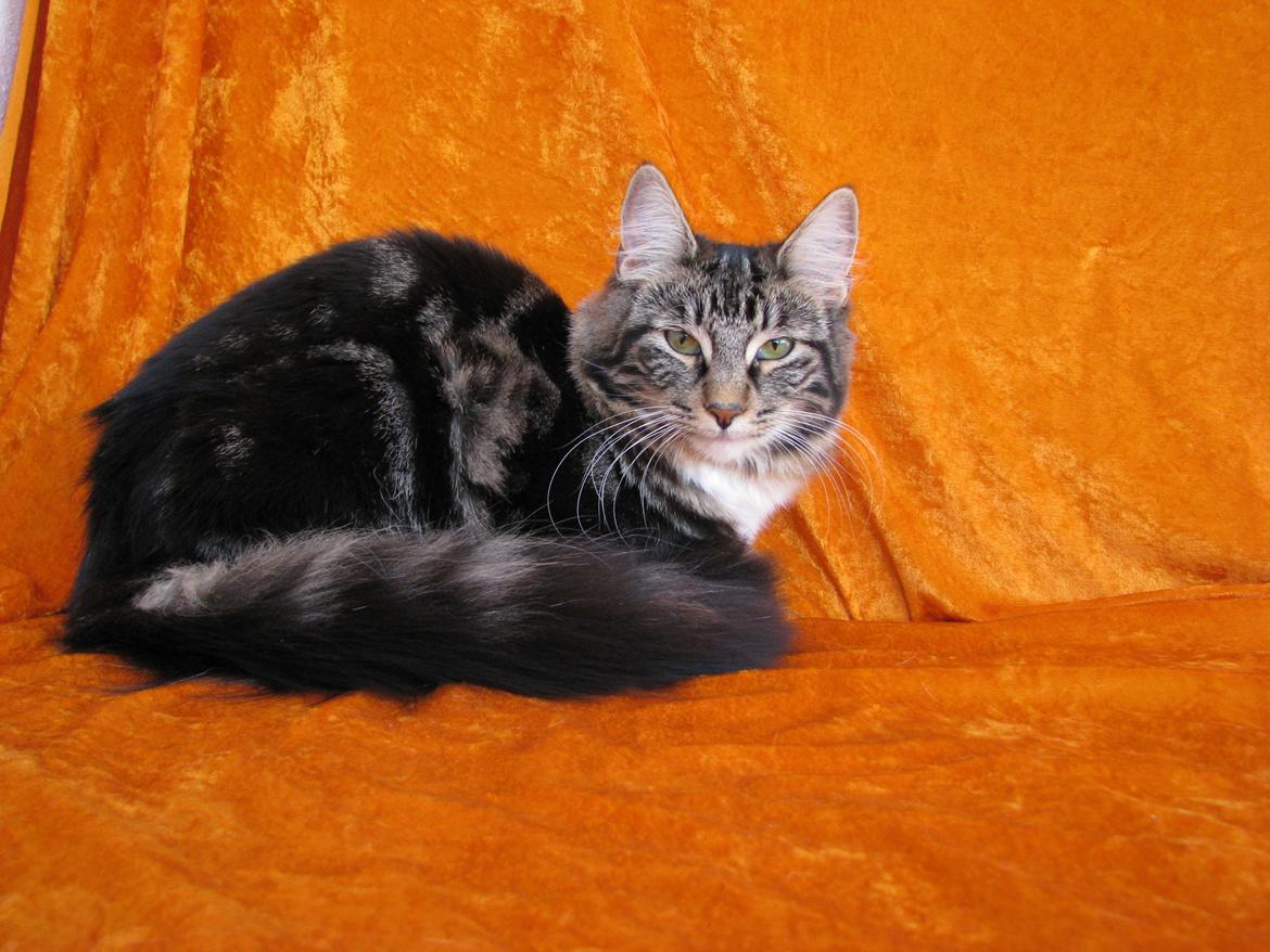 Norsk Skovkat Kirstila-Tahia`s Bibi billede 21