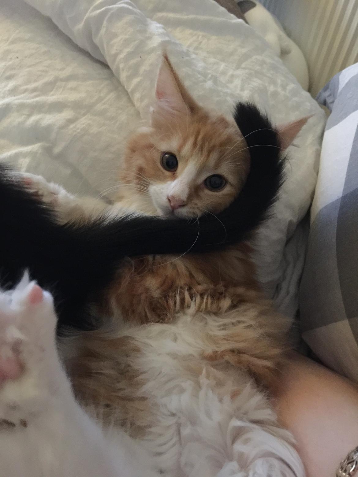 Blanding af racer Røde billede 2