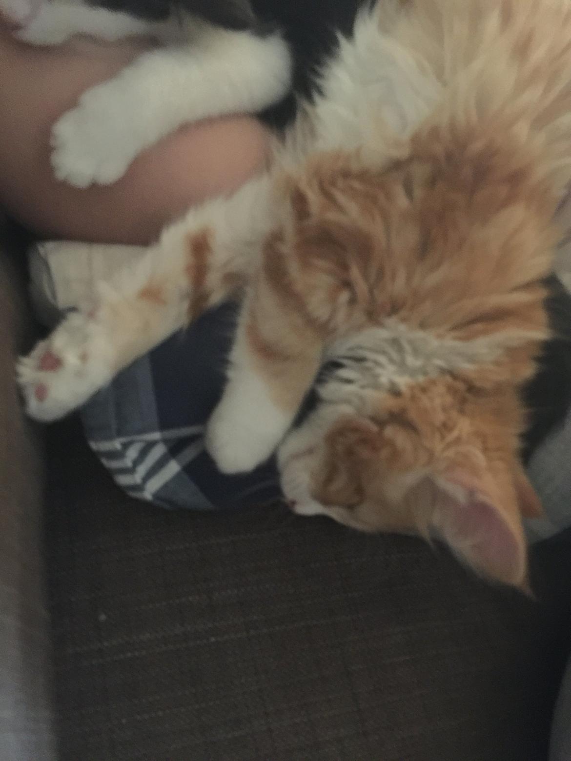 Blanding af racer Røde billede 10