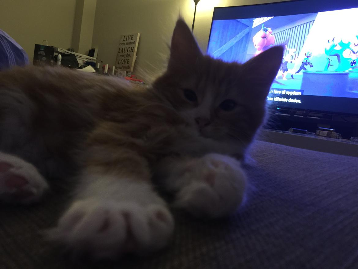 Blanding af racer Røde billede 3