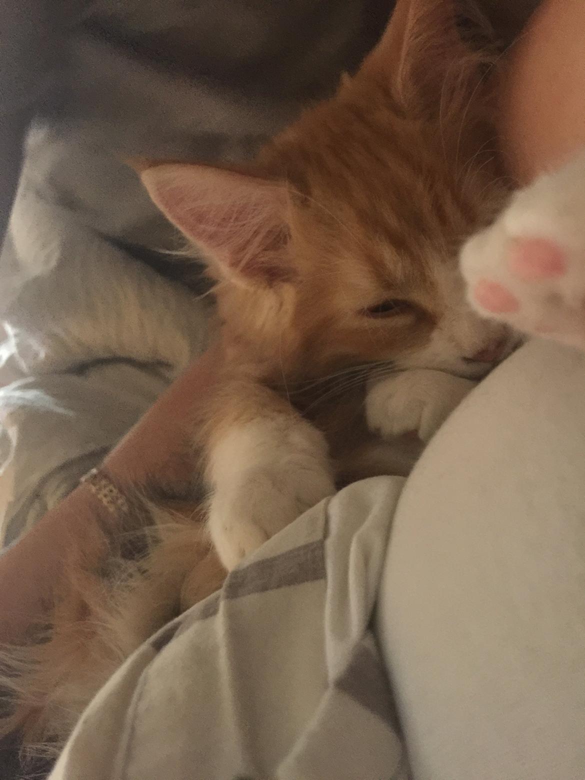 Blanding af racer Røde billede 12