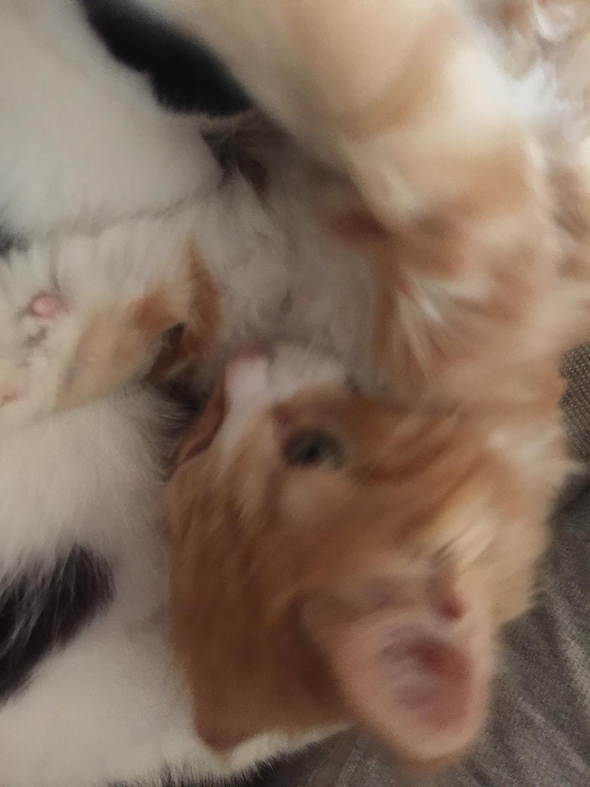 Blanding af racer Røde billede 15