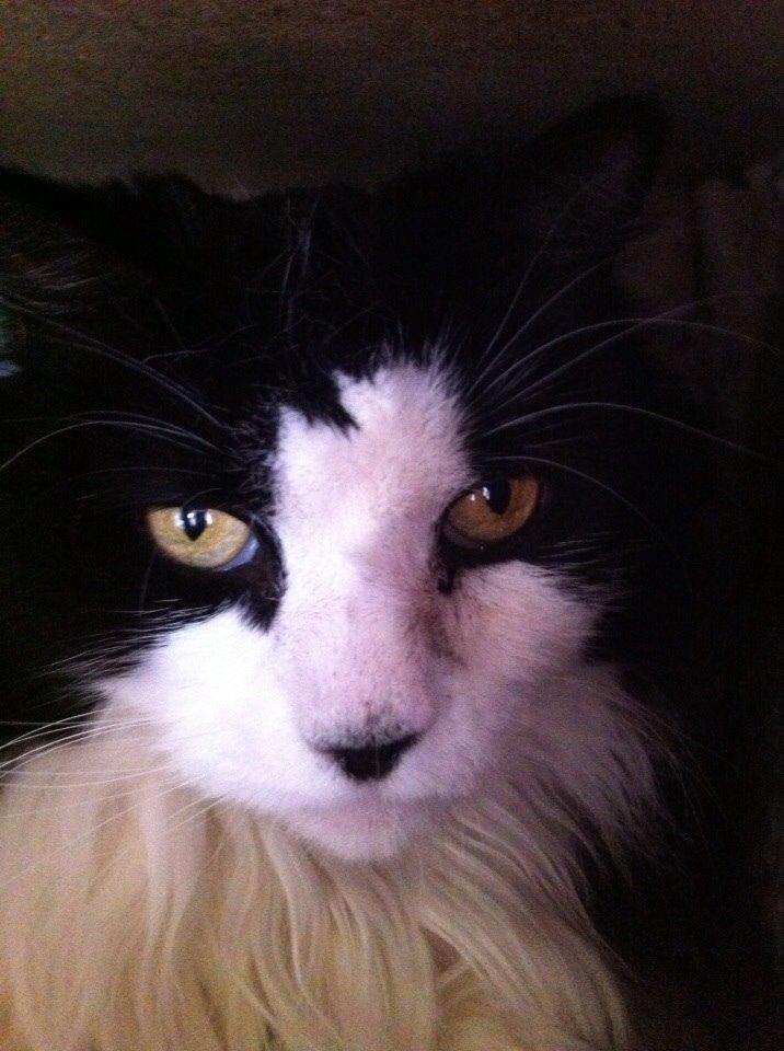 Blanding af racer Emil billede 9