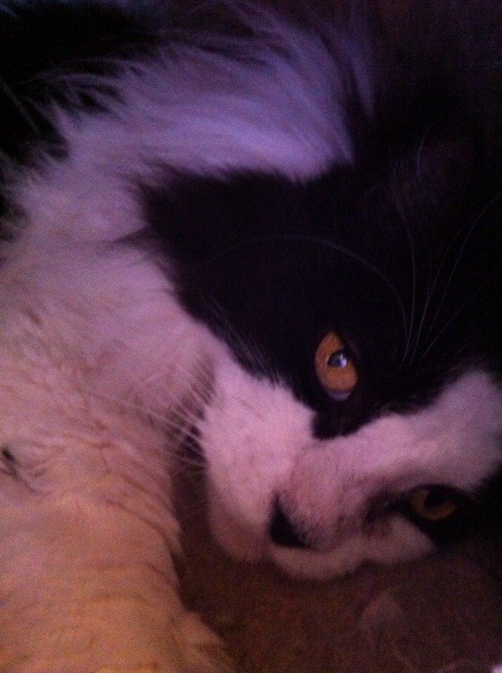 Blanding af racer Emil billede 10