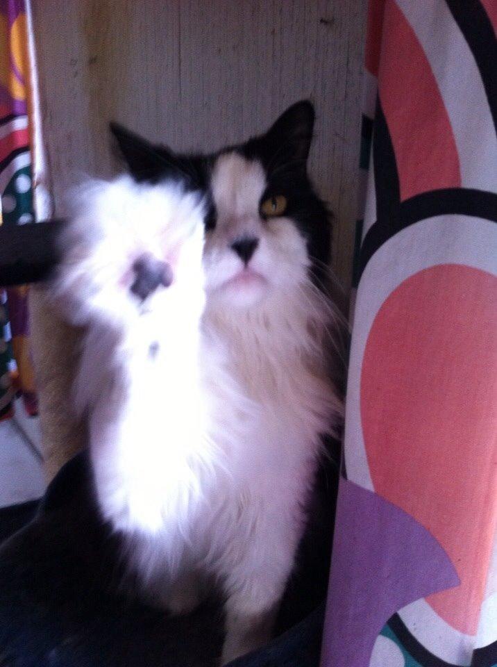 Blanding af racer Emil billede 11