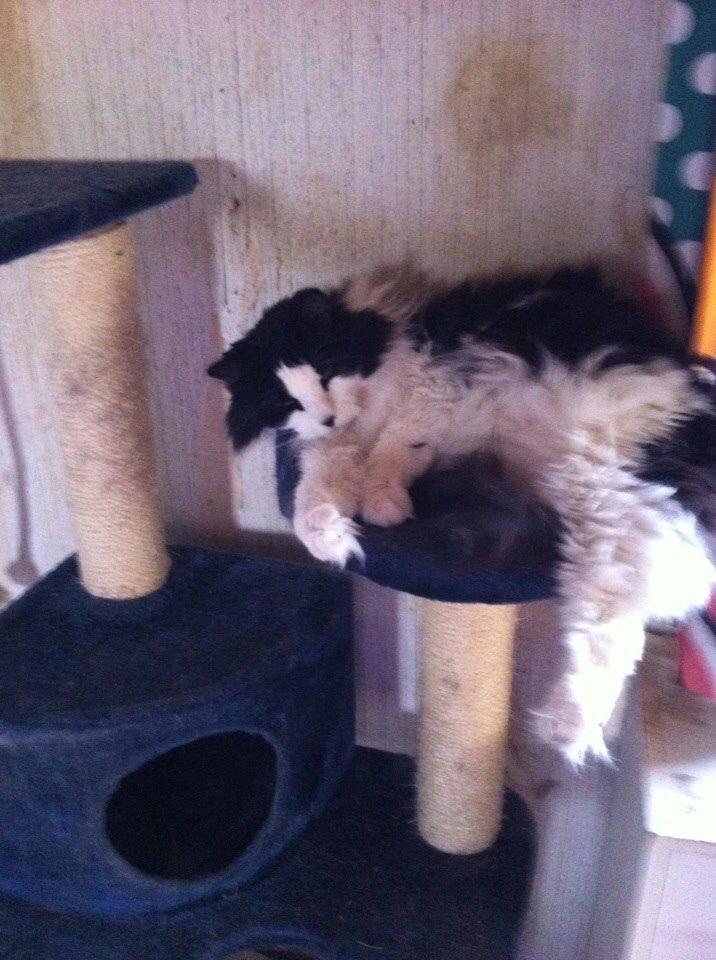 Blanding af racer Emil billede 12