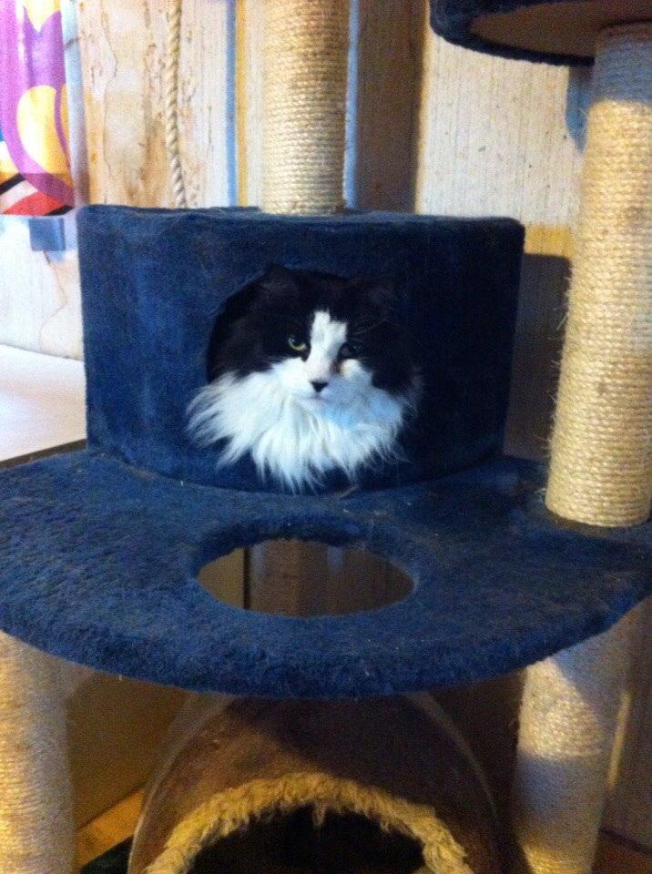 Blanding af racer Emil billede 13