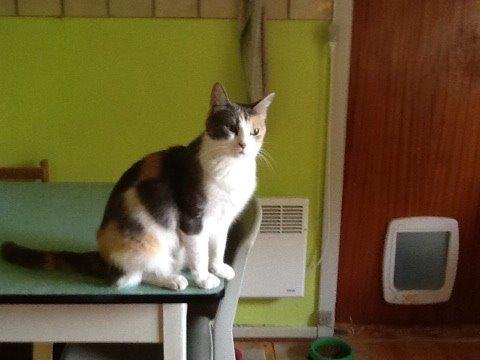 Huskat Danni billede 1