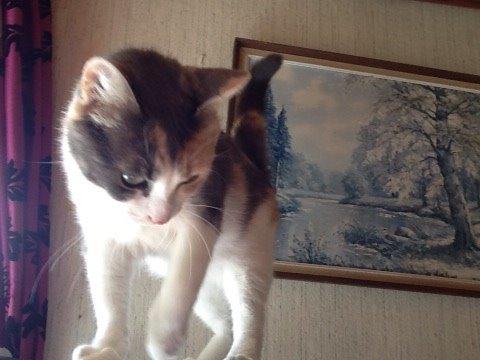 Huskat Danni billede 2