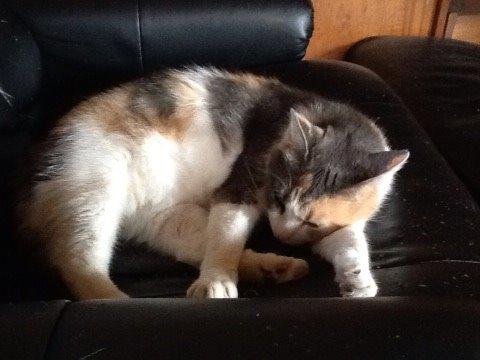 Huskat Danni billede 3