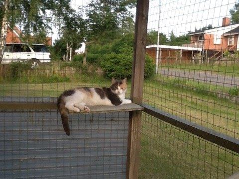 Huskat Danni billede 4